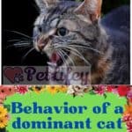 Behavior of a dominant cat
