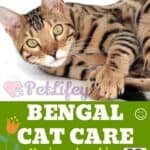 Bengal Cat care: hygiene, brushing and grooming tips