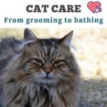 Bengal-Longhair-Cat-care-from-grooming-to-bathing-1a