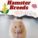 Best known Hamster Breeds