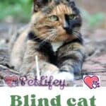 Blind cat: how to take care of it