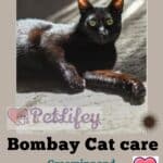 Bombay Cat care: grooming and hygiene of this breed