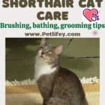 Brazilian Shorthair Cat care: brushing, bathing, grooming tips