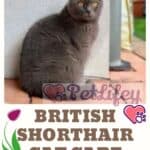 British-Shorthair-Cat-care-breed-hygiene-and-grooming-1a