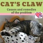 Broken cat's claw: causes and remedies of the problem