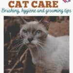 Burmese Cat care: brushing, hygiene and grooming tips