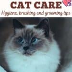 Burmese-Cat-care-hygiene-brushing-and-grooming-tips-1a