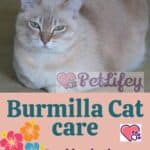 Burmilla Cat care: brushing, hygiene and grooming tips