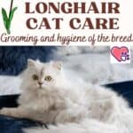 Burmilla-Longhair-Cat-care-grooming-and-hygiene-of-the-breed-1a