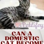 Can-a-domestic-cat-become-feral-1a