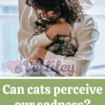Can cats perceive our sadness?