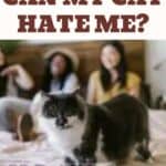 Can my cat hate me?