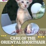 Care-of-the-Oriental-Shorthair-brushing-bathing-cleaning-grooming-tips-1a