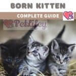 Caring for New born Kitten (Complete Guide)