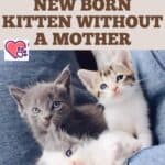 Caring-for-a-new-born-kitten-without-a-mother-1a