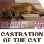 Castration of the cat: when it is necessary, risks and consequences
