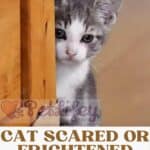 Cat-Scared-or-frightened-what-to-do-1a