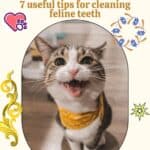 Cat-dental-care-7-useful-tips-for-cleaning-feline-teeth-1a