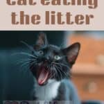 Cat eating the litter