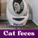 Cat feces: how they should be and what they tell us