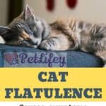 Cat flatulence: causes, symptoms and treatment