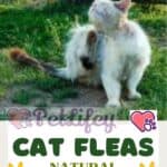 Cat fleas: natural remedies