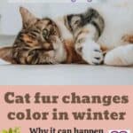 Cat fur changes color in winter: why it can happen and when to worry