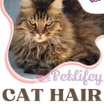 Cat-hair-all-you-need-to-know-1a