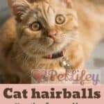 Cat hairballs: how they form and how to get rid of them