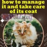 Cat-in-autumn-how-to-manage-it-and-take-care-of-its-coat-1a
