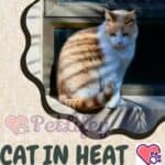 Cat in heat: 10 unmistakable signs!