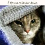 Cat-in-heat-5-tips-to-calm-her-down-1a