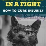 Cat-injured-in-a-fight-how-to-cure-injuries-1a
