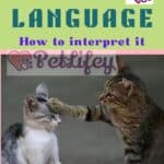 Cat-language-how-to-interpret-it-1a