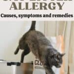 Cat litter allergy: causes, symptoms and remedies
