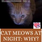 Cat meows at night: why?