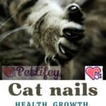 Cat nails: health, growth, diseases and remedies