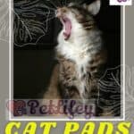 Cat-pads-how-they-are-made-and-what-they-are-for-1a