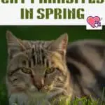 Cat parasites in spring