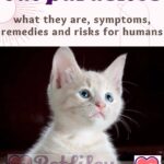 Cat parasites: what they are, symptoms, remedies and risks for humans