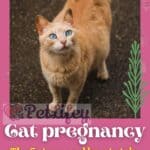 Cat pregnancy: the 5 stages and how to take care of a mother cat