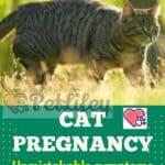 Cat pregnancy: unmistakable symptoms and signs of a pregnant cat