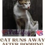 Cat-runs-away-after-pooping-the-explanation-for-this-weird-feline-behavior-1a