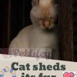 Cat-sheds-its-fur-advice-on-what-to-do.-1a