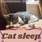 Cat sleep: phases, duration