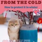 Cat suffers from the cold: how to protect it in winter
