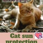 Cat sun protection: when cream is really needed