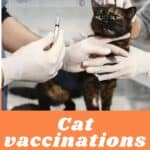 Cat vaccinations: tips