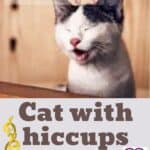 Cat with hiccups: Let's find out the causes and remedies