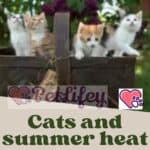 Cats-and-summer-heat-how-to-deal-with-high-temperatures-in-7-steps-1a